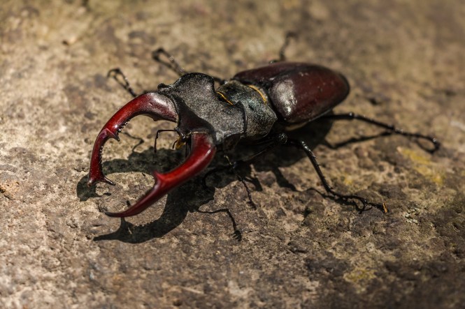 stag-beetle-383984