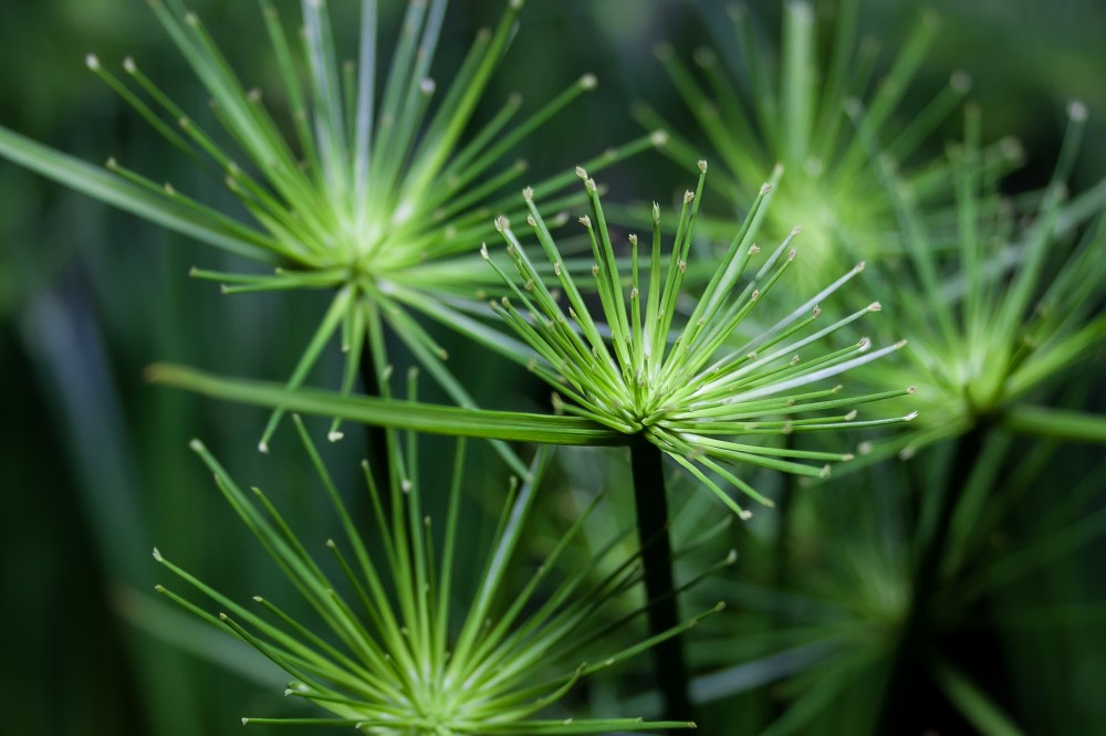 cyperus flowers.jpg