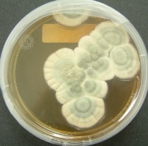 Penicillium_notatum.jpg