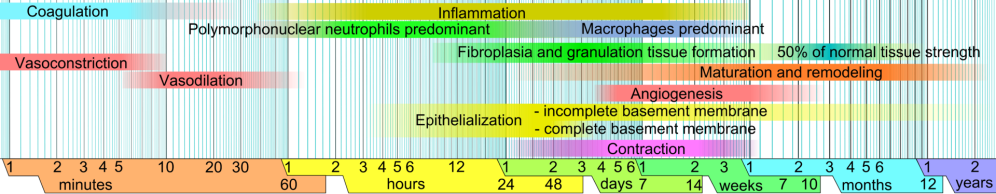 Wound_healing_phases.png