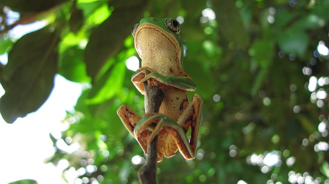 tree-frog