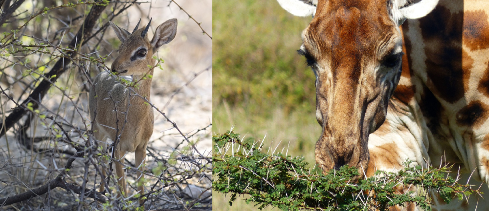 dikdik and giraffe